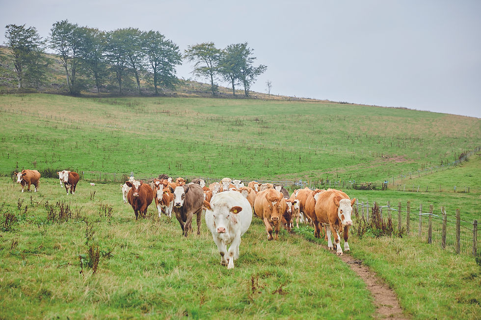 Aldi to boost beef supply with £3bn investment