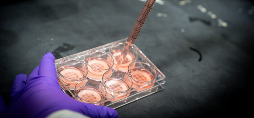 CytoNest launches first commercial product for cell-based meat production