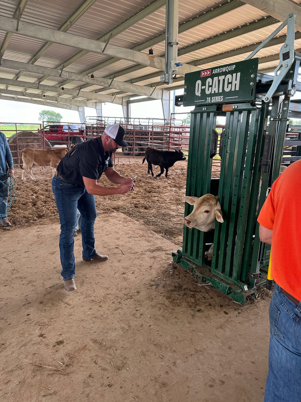 406 Bovine launches AI facial recognition software for livestock