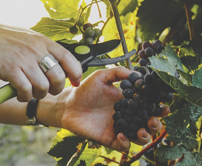 Alvinesa buys grape by-product valorisation companies Vinicas and Dervinsa