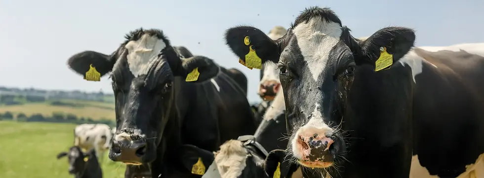 Tesco launches sustainability partnership with milk suppliers