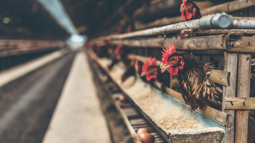 Owner of 2 Sisters sells European poultry arm in €200m deal