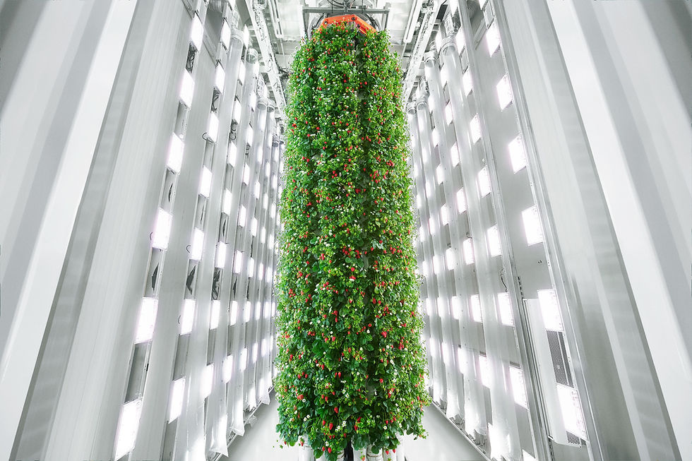 Plenty opens ‘world’s first’ vertical berry farm
