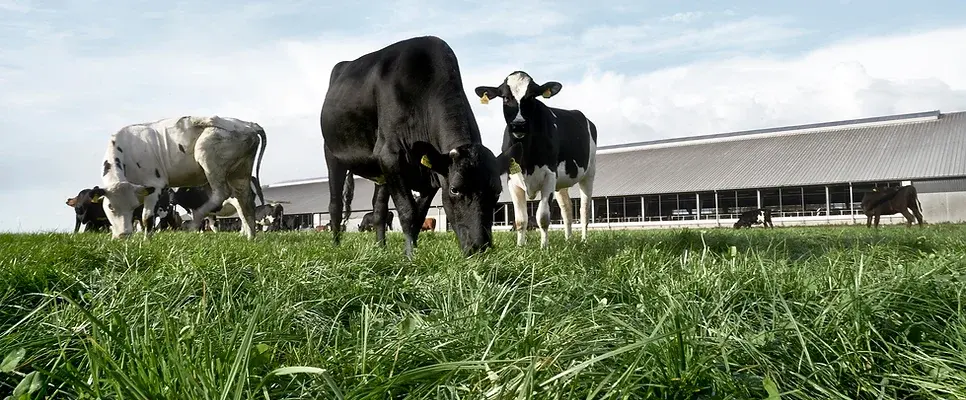 Controversy erupts over Bovaer feed additive trial in UK dairy industry