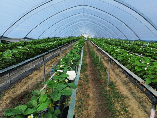 Dole UK and AgriSound launch pilot study to enhance pollination insights for fruit production
