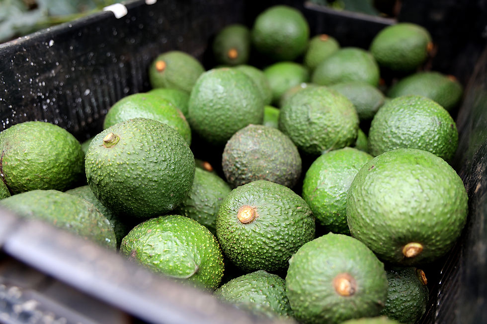 Westfalia Fruit unveils avocado-based paper innovation