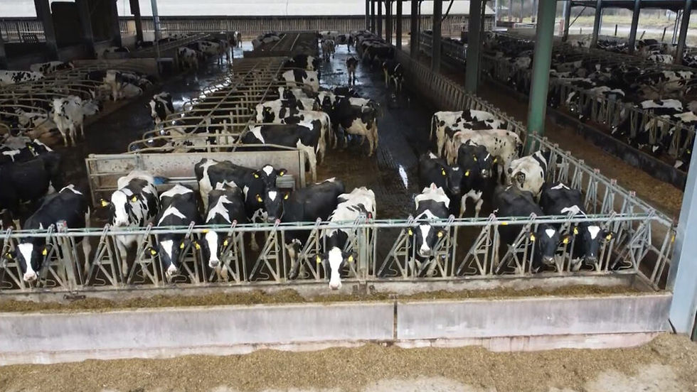 Arla suspends dairy farmer amid animal welfare investigation