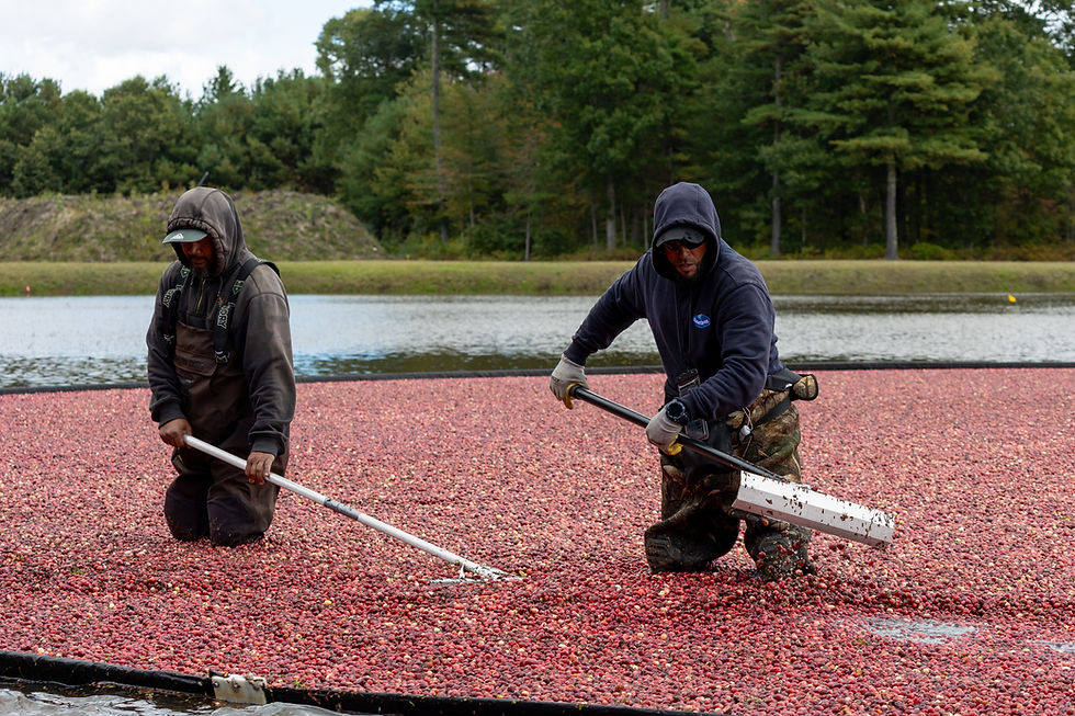 Lobster boats and cranberry bogs: A journey through New England's food and beverage landscape 
