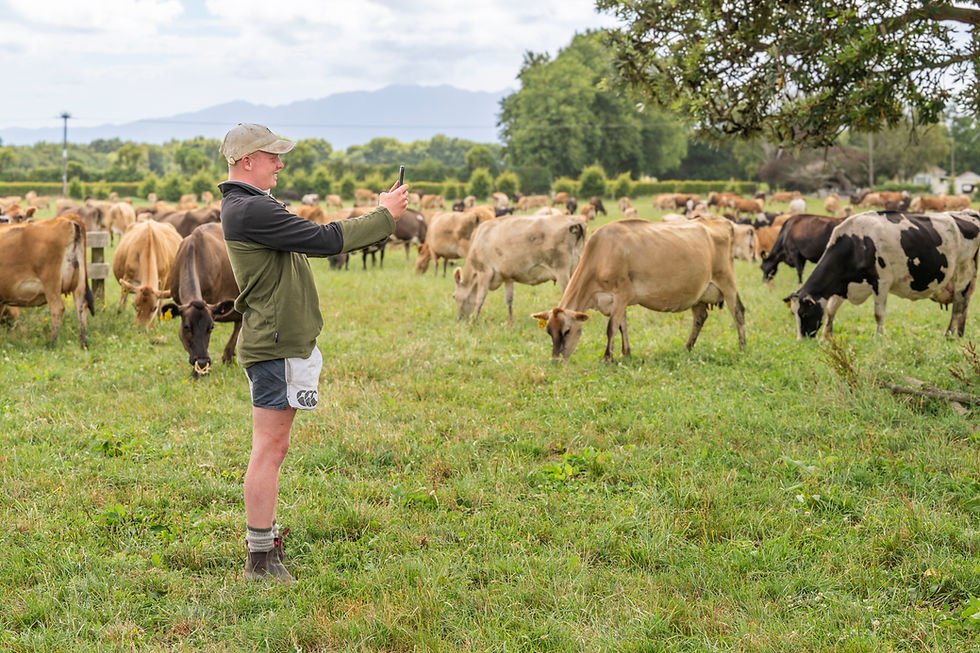 Aimer launches AI-driven pasture measurement tool to enhance dairy farming in New Zealand