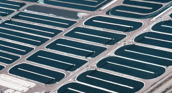 Sun Chemical launches sustainable smart farming facility for spirulina production