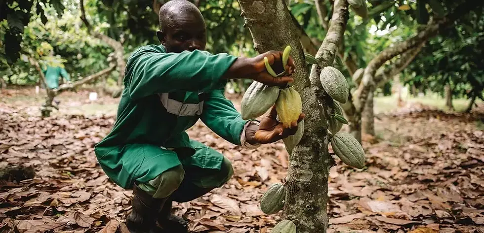 Nestlé unveils new technique to enhance cocoa yield and sustainability
