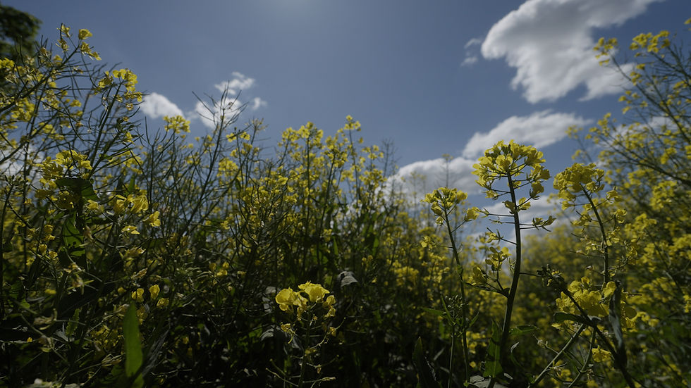 PepsiCo partners with Soil Capital to advance regenerative agriculture in Europe