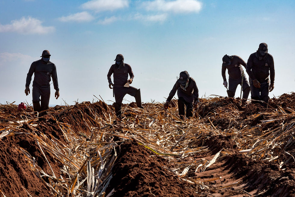 Opinion: Combatting the double threat to agricultural workers