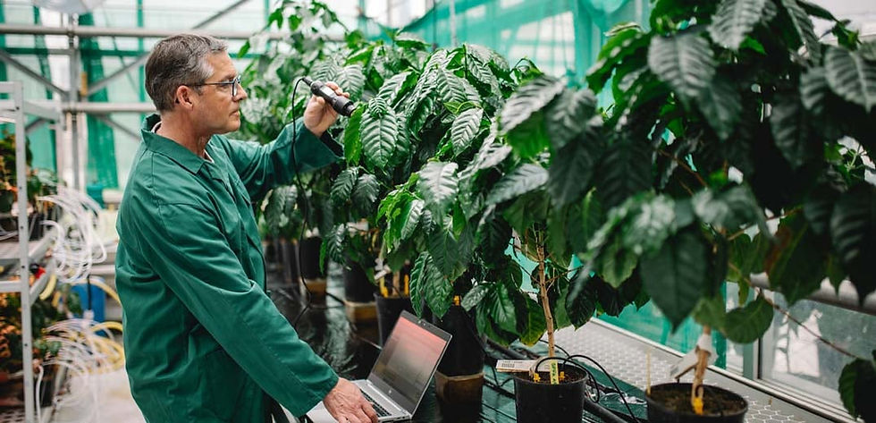 Nestlé develops high-yielding Arabica to bolster coffee supply chain amid climate risks