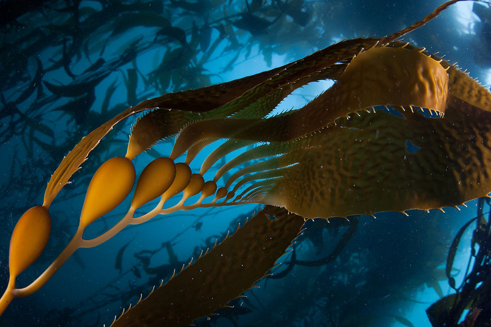 Marine Biologics acquires Spoitz Enterprises to enhance macroalgae innovations