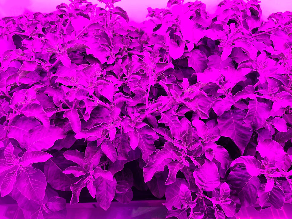 80 Acres Farms secures $115m in capital, acquires Plantae Biosciences