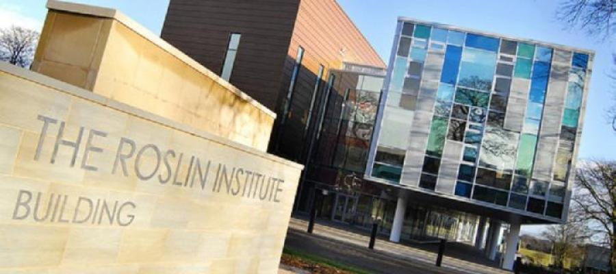 Roslin Institute develops stable pig fat cells for lab-grown meat