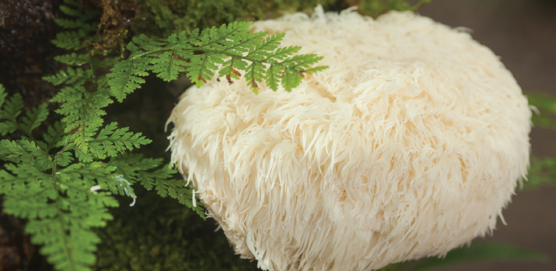 King of the fungi: Lion's mane mushrooms go mainstream