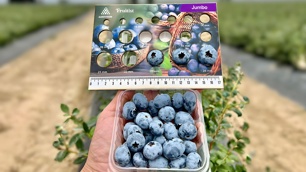 Agrovision raises $100m, surpassing $1bn valuation as healthy snack demand soars