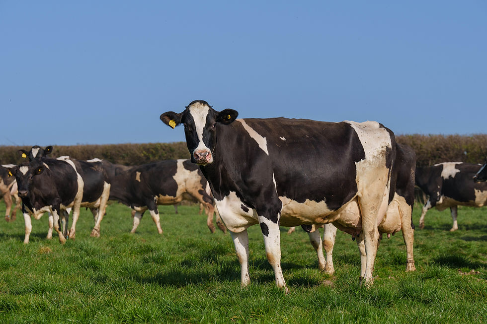 Waitrose becomes first supermarket to offer free range cream in UK