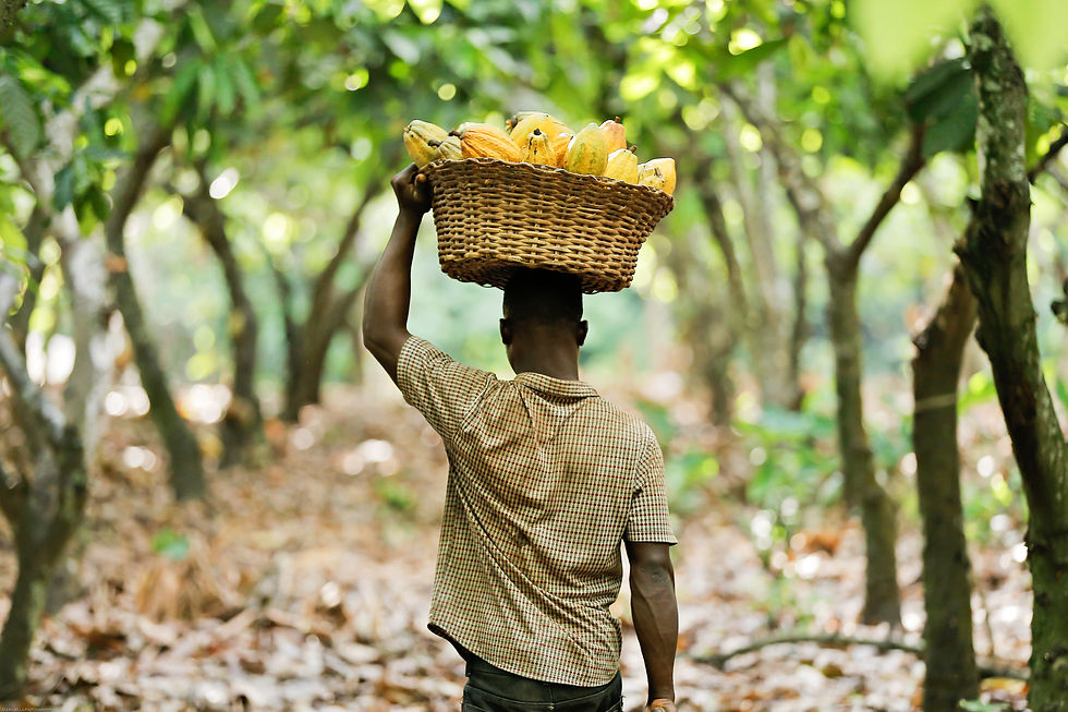 Rainforest Alliance 2024 report signals shift towards regenerative agriculture