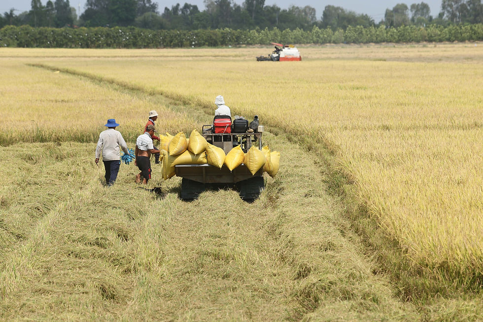 Beneo launches sustainable rice farming initiative in Vietnam