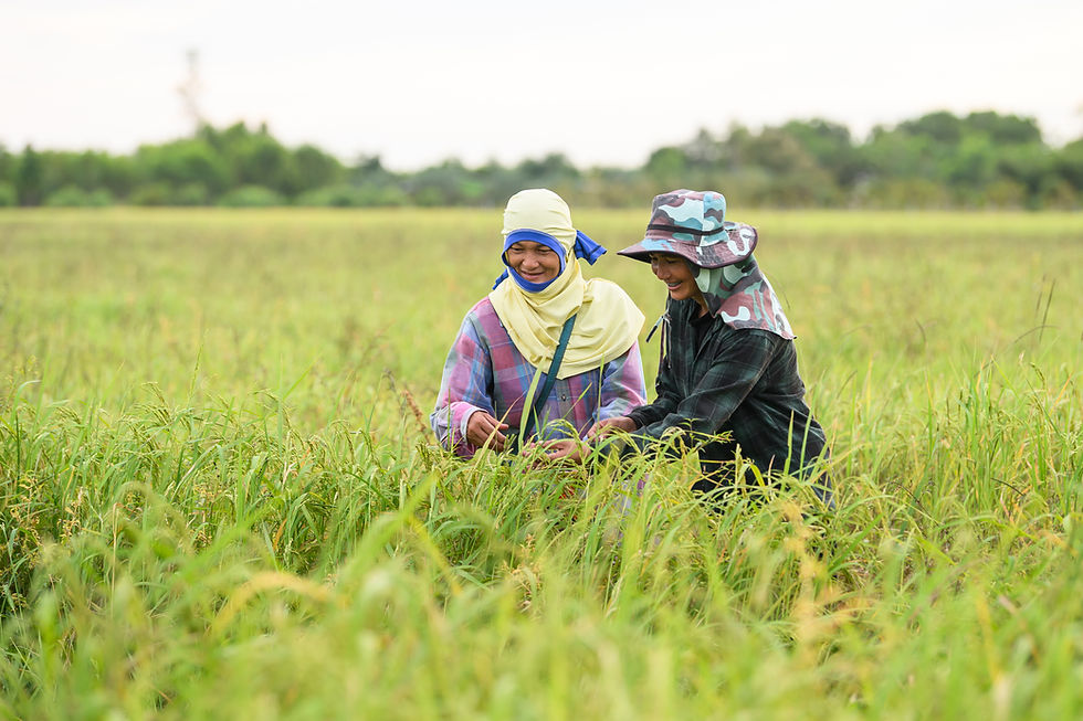 Mars invests $20m to bolster sustainable rice production amid climate challenges