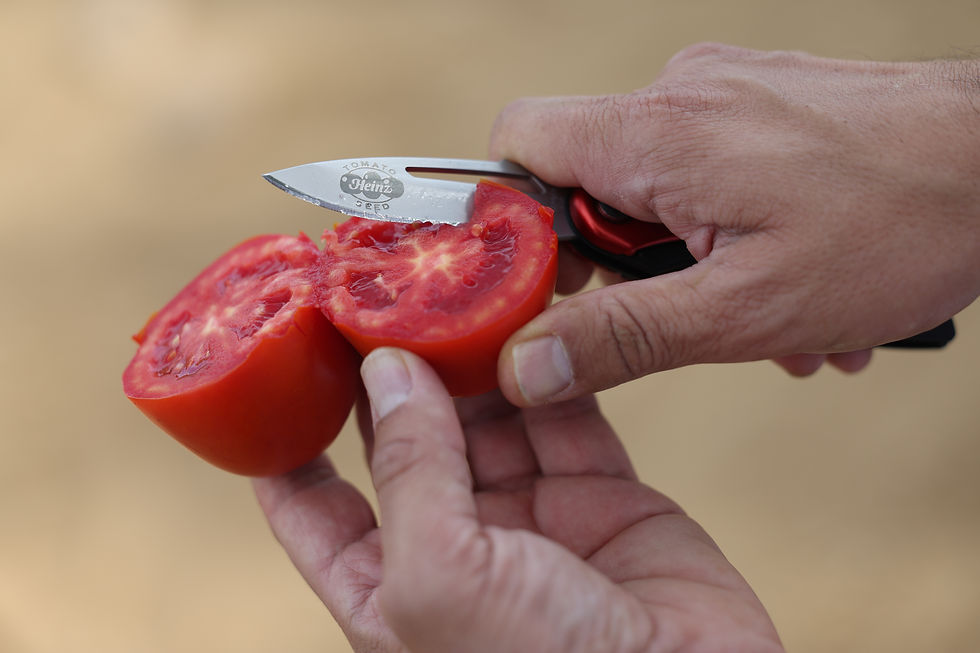 Kraft Heinz expands European tomato supply with energy-efficient plant