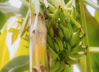 Chiquita completes banana pan-genome in push to future-proof global supply
