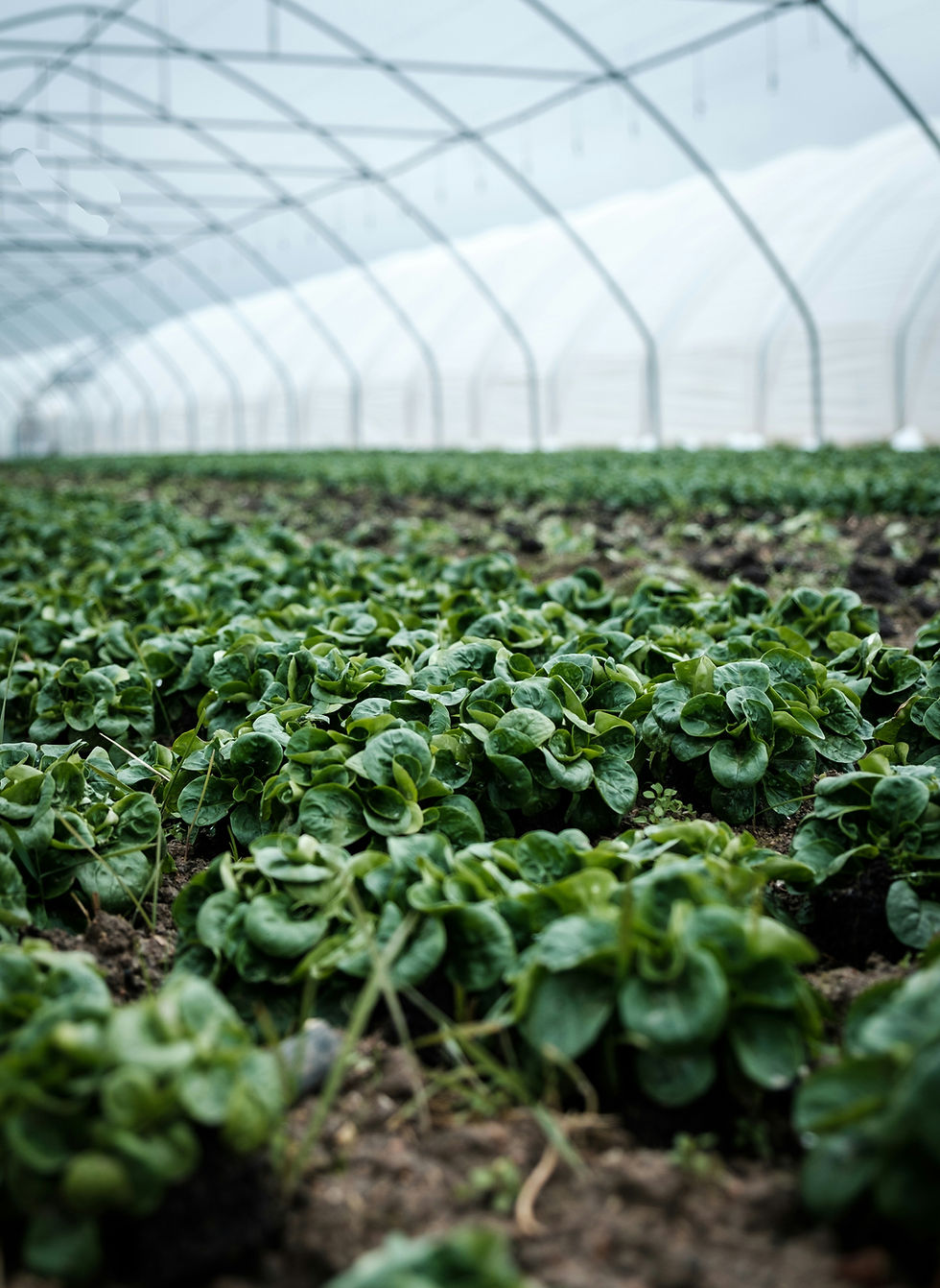 Opinion: Improving data for better traceability and more effective recalls