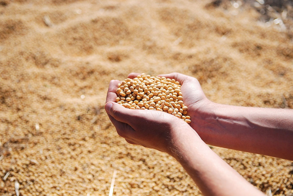 Bunge, CP Foods test blockchain traceability for sustainable soy shipments
