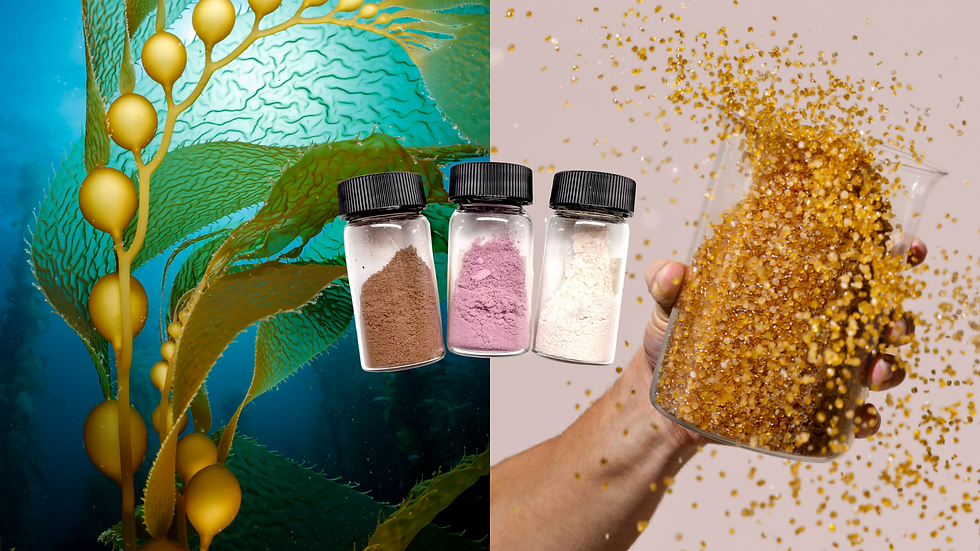 Sway and Umaro secure $1.5m Department of Energy grant to support innovation in seaweed solutions