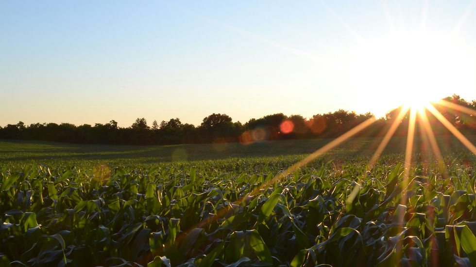 New network formed in UK to lead climate-resilient crop research