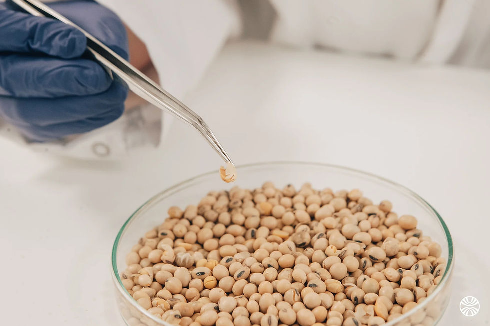 Fungu’it raises €4m to scale up fungi-based natural flavour production