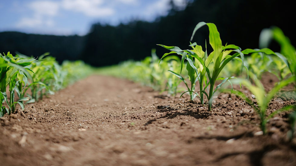 EU Commission report shows information gap around innovative food technologies