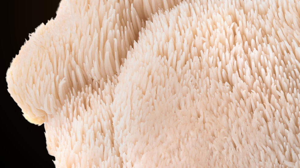 M2 Ingredients to unveil new functional mushroom innovation lab