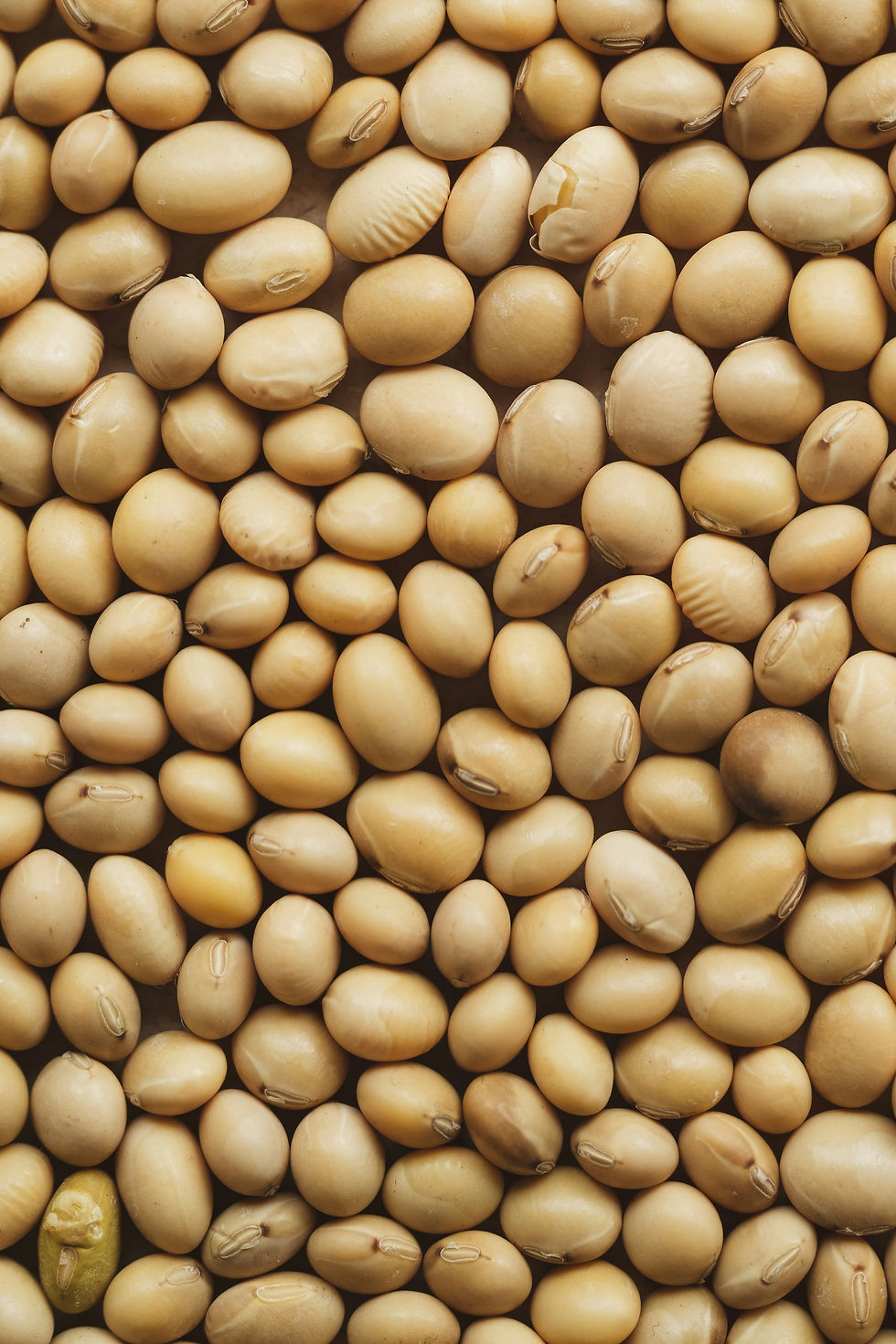 Danone confirms continued sourcing of soy from Brazil