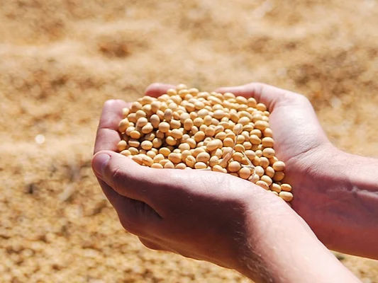 Bunge to buy IFF's soy and lecithin business