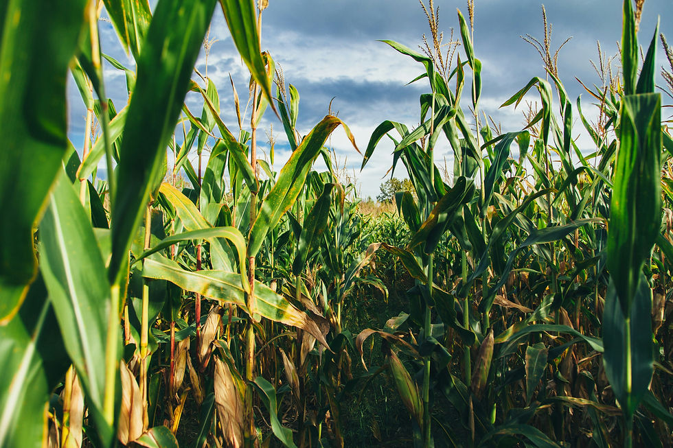 Bunge to sell North America corn milling business to Grain Craft