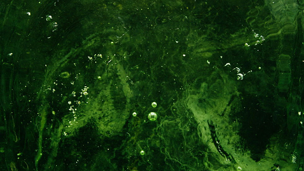 Edonia raises €15m to scale microalgae alt-protein ingredient