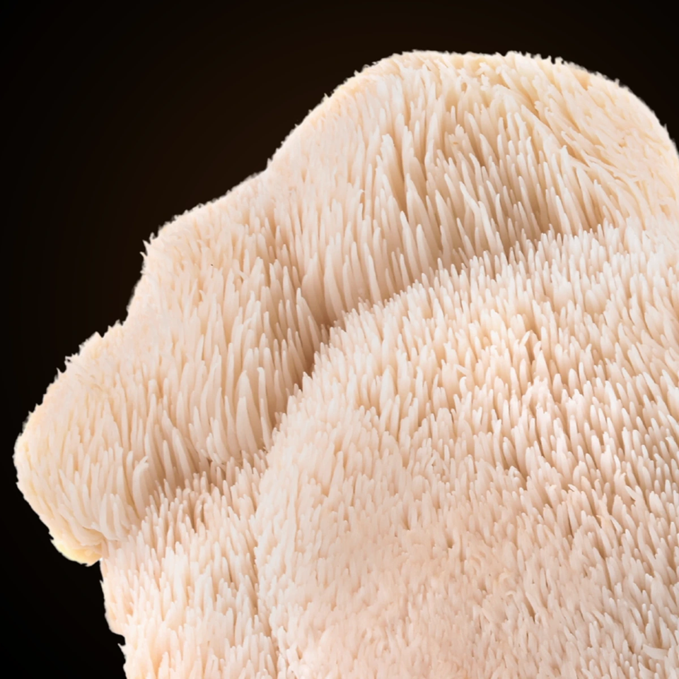 M2 Ingredients unveils Myco-Suspend functional mushroom beverage solution