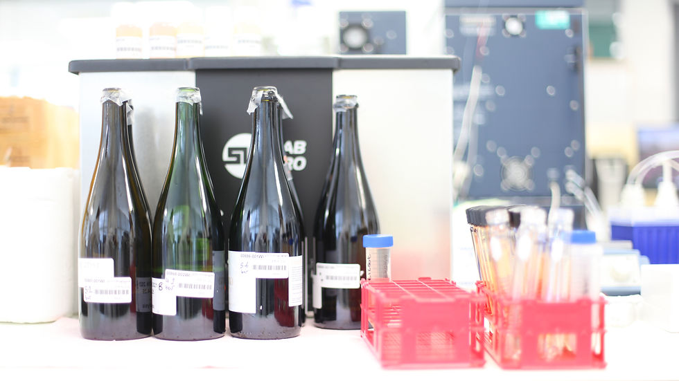 FoodBev takes a tour of Campden BRI’s UK wine lab