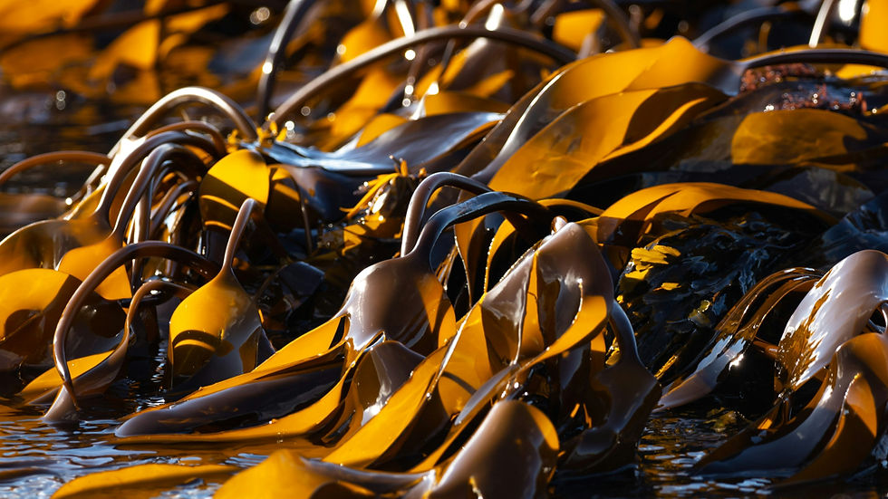 Marine Biologics debuts seaweed powder for protein stabilisation