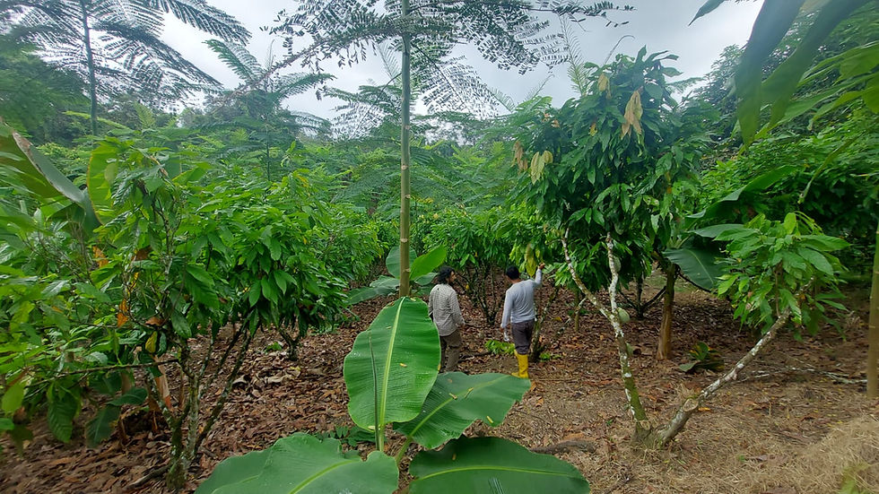 OFI, Rikolto and GIZ launch ‘climate-smart’ cocoa project in Ecuador