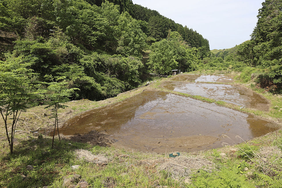 Suntory launches wetland restoration initiative in Kumamoto, Japan