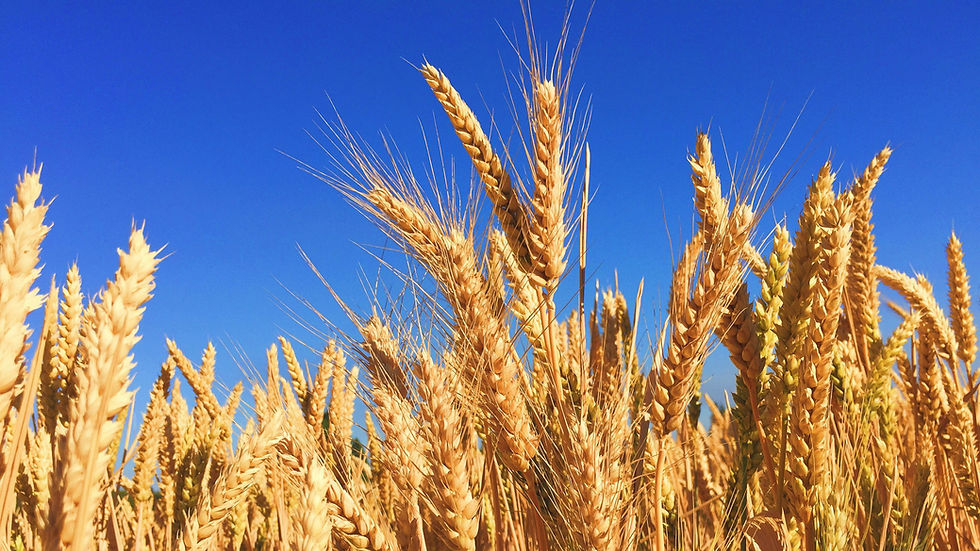 European study highlights regenerative agriculture’s crop resilience benefits during drought