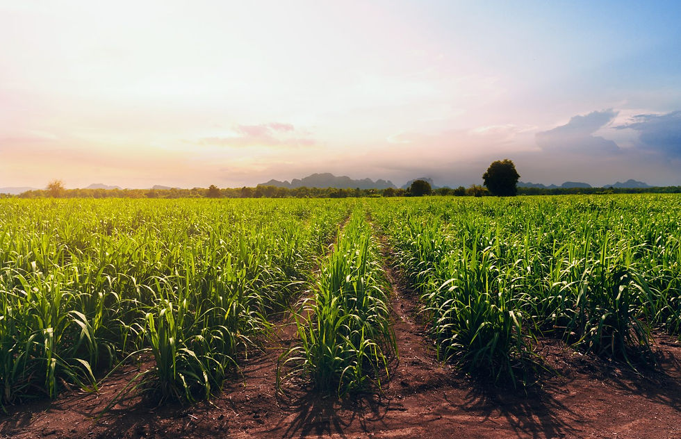Bunge to sell ownership share in Brazilian sugar and bioenergy business