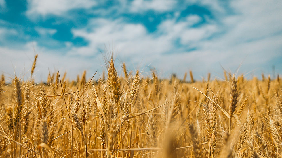 Ahold Delhaize USA and General Mills collaborate on regenerative agriculture initiative