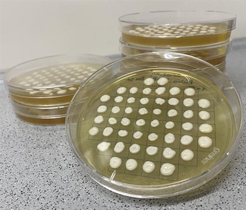 Researchers develop protein-based, plant-derived sweetener that is 10,000 times sweeter than sugar