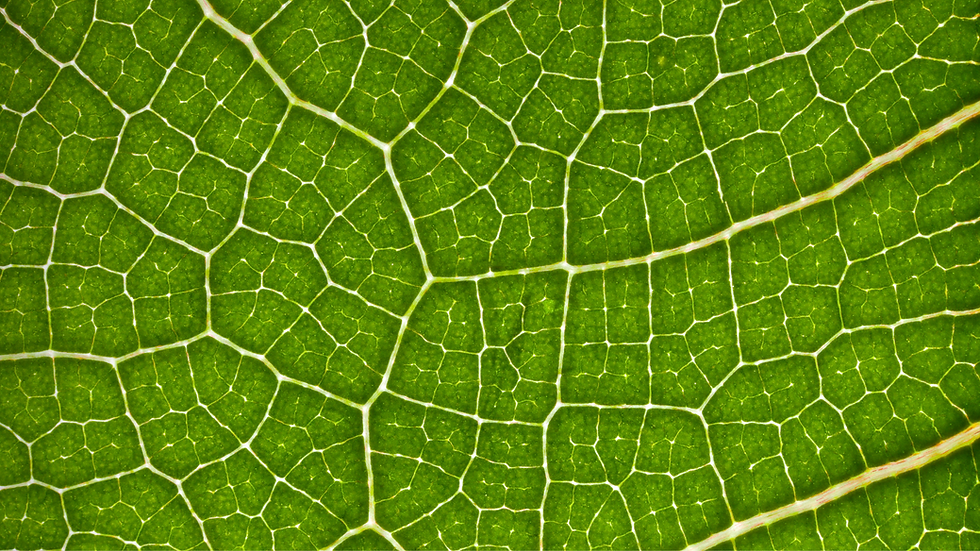 Tate & Lyle and BioHarvest partner to develop plant-based molecules for sweeteners